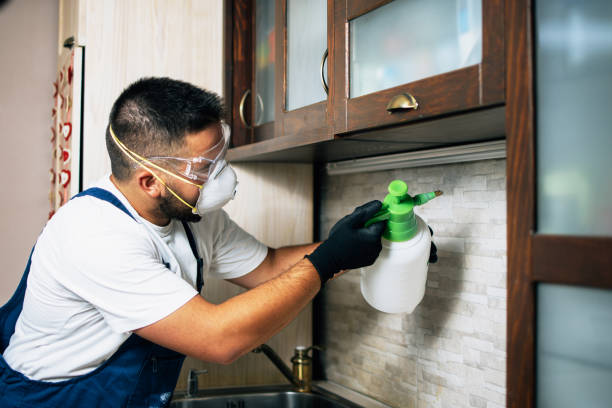 Wasp Removal Services in Muldraugh, KY
